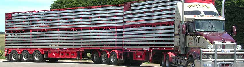 B-Double Livestock Transport